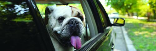 Your PCS Pet Checklist